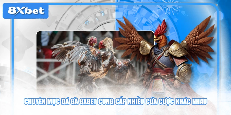 Chuyên mục đá gà 8XBET cung cấp nhiều cửa cược khác nhau
