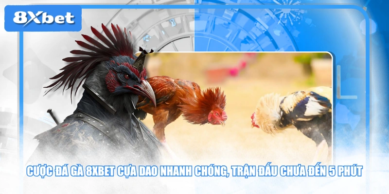 Cược đá gà 8XBET cựa dao nhanh chóng, trận đấu chưa đến 5 phút