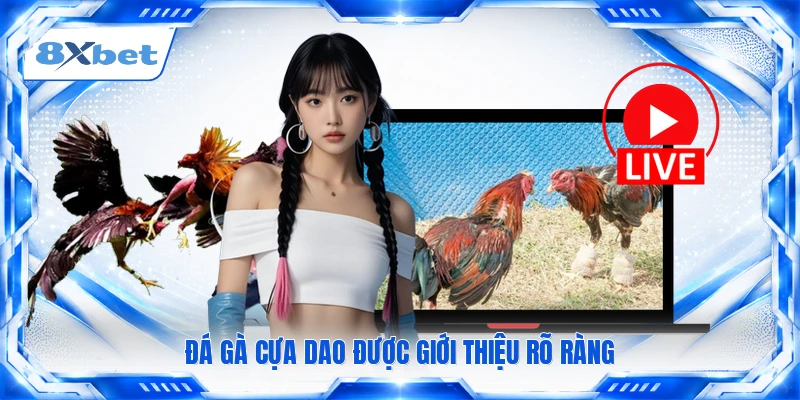 Đá gà cựa dao được giới thiệu rõ ràng