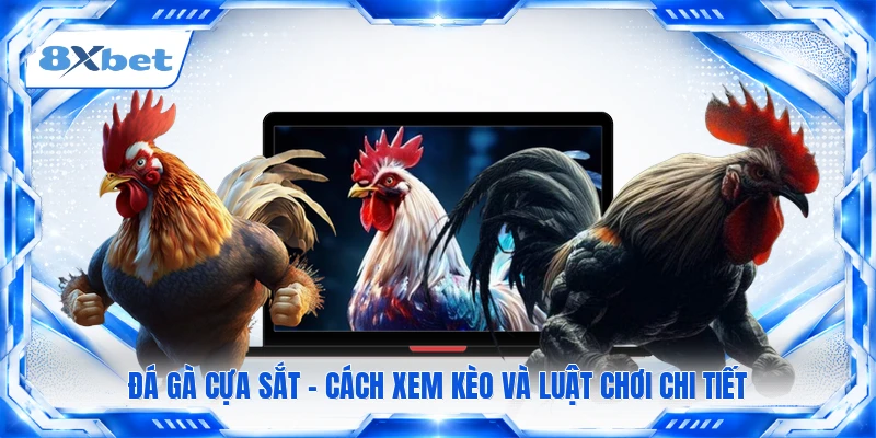 Đá Gà Cựa Sắt - Cách Xem Kèo Và Luật Chơi Chi Tiết