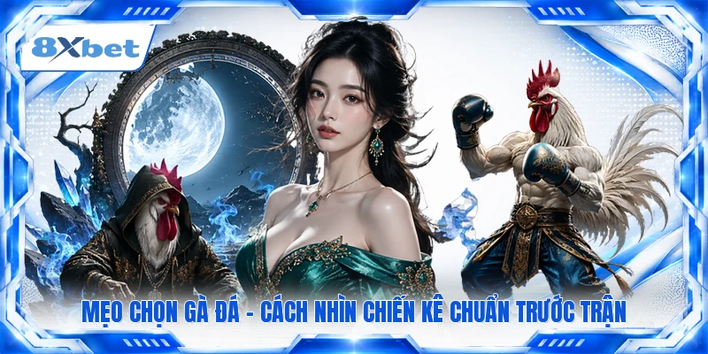 Mẹo Chọn Gà Đá - Cách Nhìn Chiến Kê Chuẩn Trước Trận