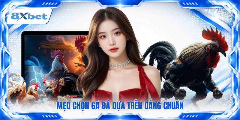 Mẹo chọn gà đá dựa trên dáng chuẩn